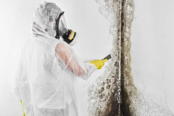 Best Crawl Space Mold Removal  in Pomona Park, FL