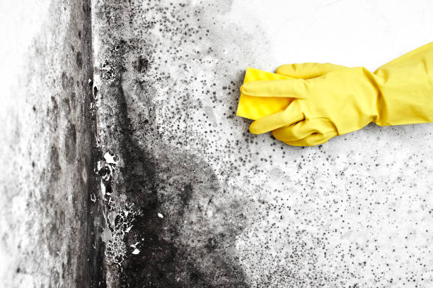 Best Office Mold Removal Services  in Pomona Park, FL