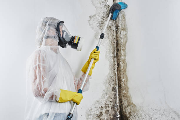 Best Mold Removal Company Near Me  in Pomona Park, FL