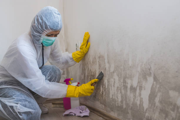 Best Mold Testing and Removal  in Pomona Park, FL