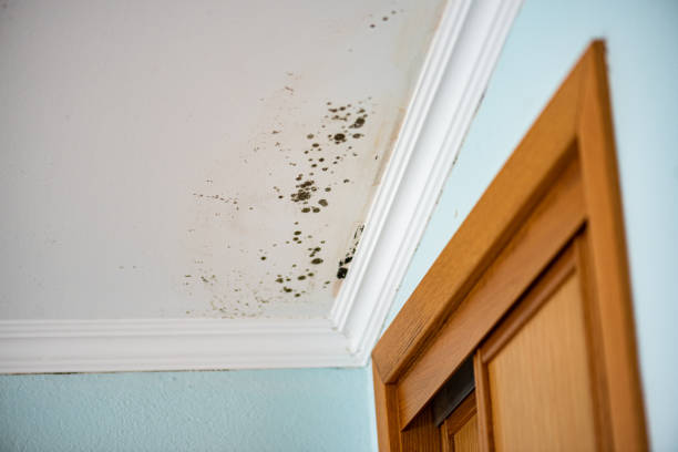 Best Commercial Mold Removal  in Pomona Park, FL