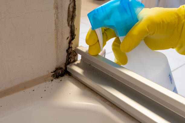 Best Mold Damage Repair  in Pomona Park, FL