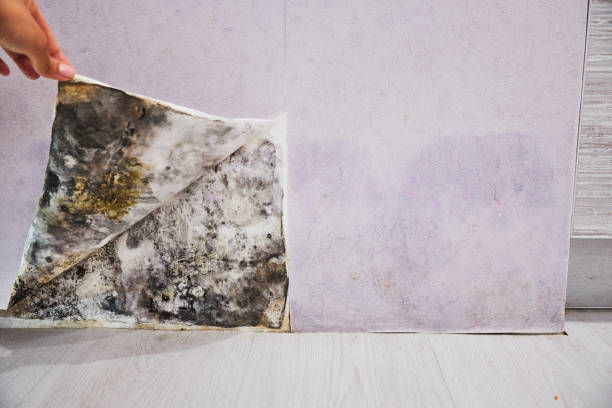Reliable Pomona Park, FL Mold Removal Solutions